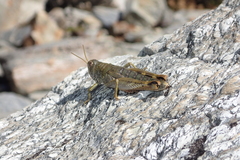 Brachaspis collinus