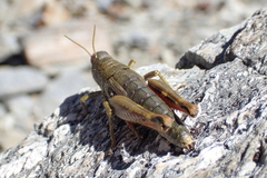 Brachaspis collinus