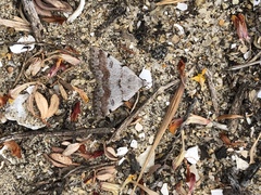 Hemeroplanis historialis