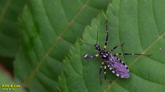 Sphedanolestes impressicollis