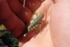 Brachaspis collinus