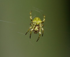 Novaranea courti