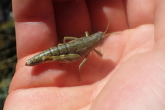 Brachaspis collinus