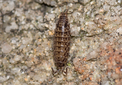 Laevophiloscia yalgoonensis