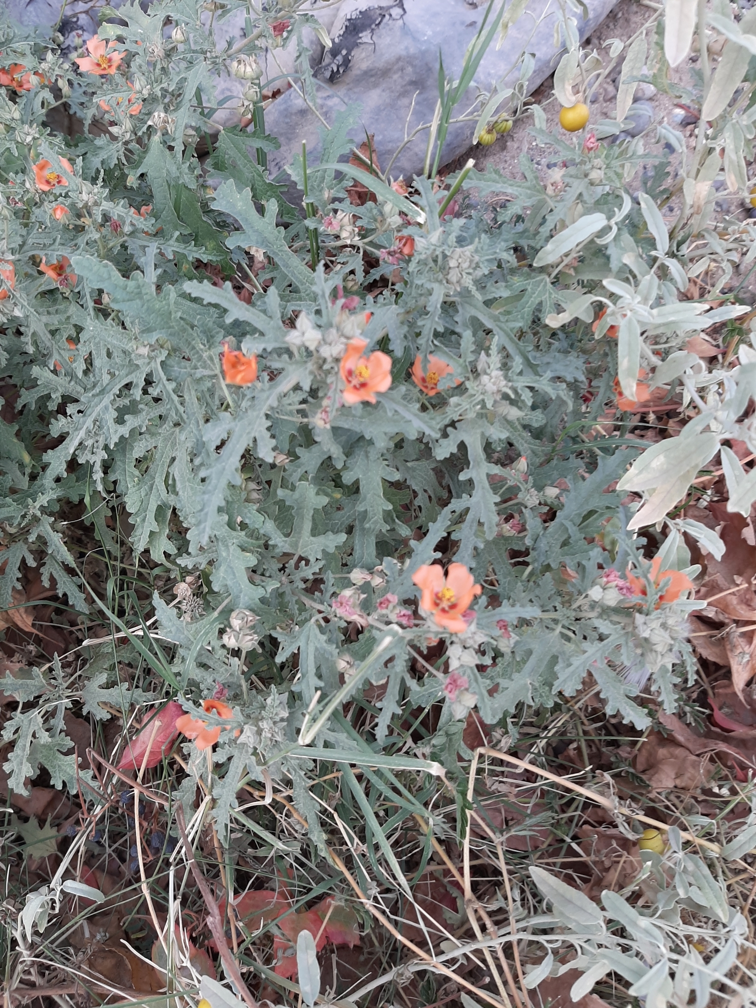 Sphaeralcea australis