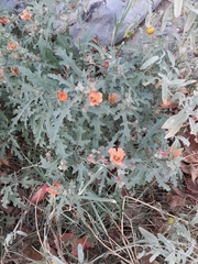 Sphaeralcea australis
