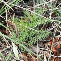 Astragalus crassicarpus