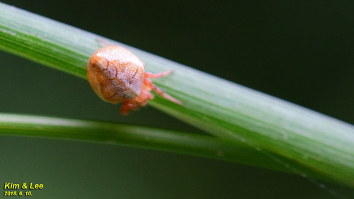 Araneus viperifer