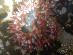 Bunodosoma californica