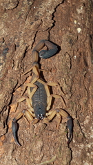 Centruroides edwardsii