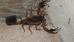 Centruroides edwardsii