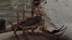 Centruroides edwardsii