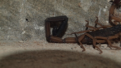 Centruroides edwardsii