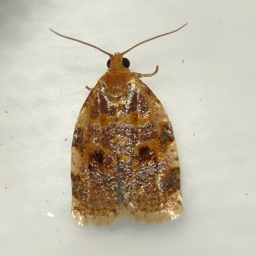 Oak Webworm Moth