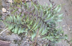 Athyrium niponicum