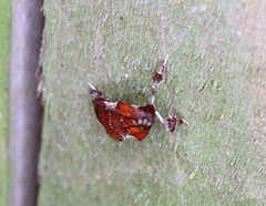 Galasa nigrinodis