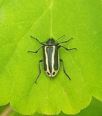 Astylus exclamationis