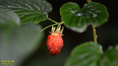 Rubus parvifolius
