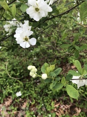 Exochorda