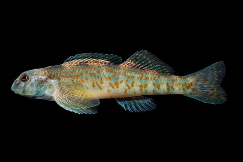 Rock darter (Etheostoma rupestre) — Percidae
