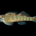Rock Darter - Photo (c) chrosomusenthusiast, some rights reserved (CC BY-NC)