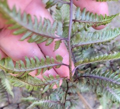 Athyrium niponicum