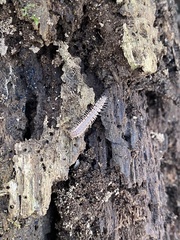 Pseudopolydesmus collinus