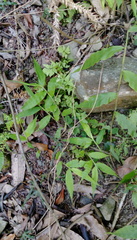 Oplismenus compositus