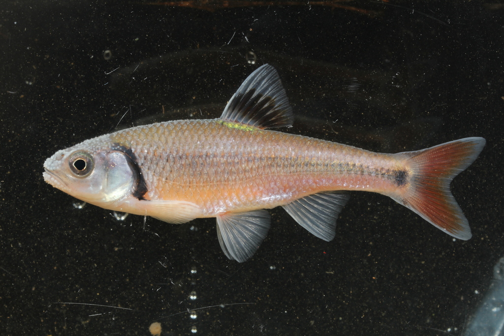 Bandfin shiner (Luxilus zonistius) — Cyprinidae