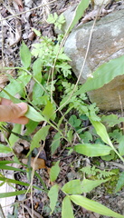 Oplismenus compositus