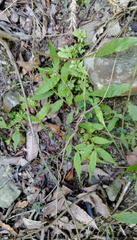 Oplismenus compositus