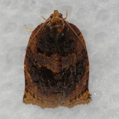Archips infumatana