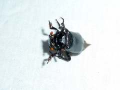Nicrophorus nigrita