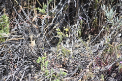 Emmenanthe penduliflora