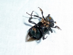 Nicrophorus nigrita