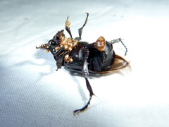 Nicrophorus nigrita