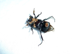 Nicrophorus nigrita