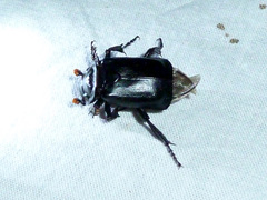 Nicrophorus nigrita
