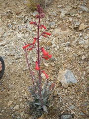 Penstemon utahensis