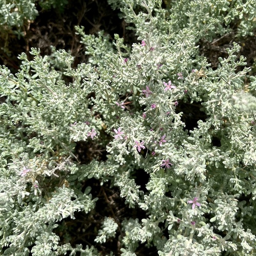 iNaturalist observation photo of Alkali Heath