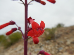 Penstemon utahensis