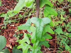 Cocculus diversifolius