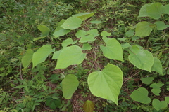 Cercis canadensis canadensis