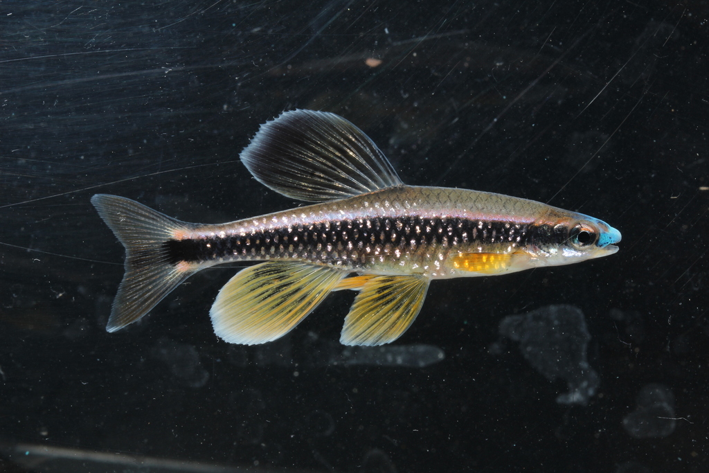 Bluenose Shiner in April 2022 by chrosomusenthusiast. Photographed with