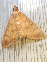 Crypsiptya coclesalis