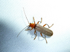 Pacificanthia consors