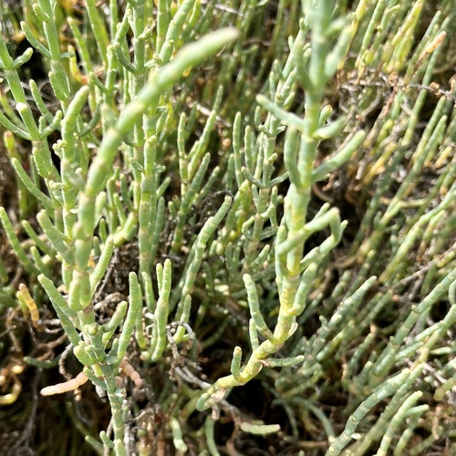 iNaturalist observation photo of Pacific Glasswort