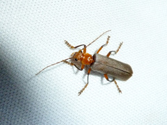 Pacificanthia consors