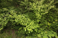 Rhamnus lanceolata