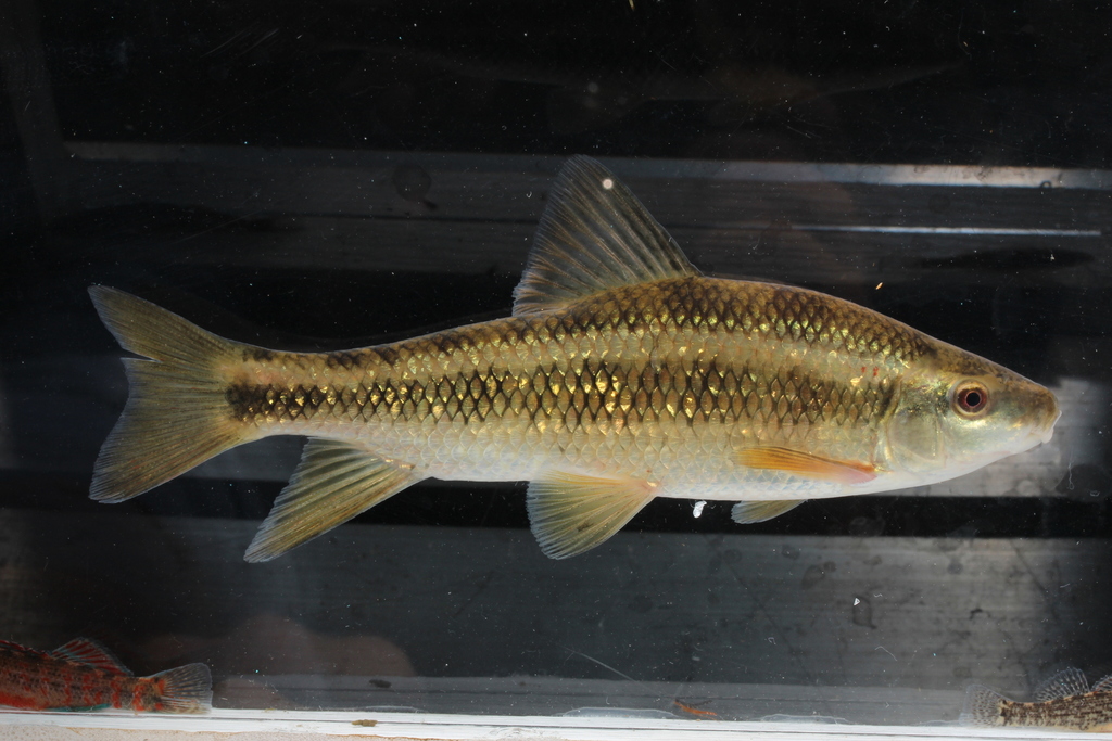 Sharpfin Chubsucker